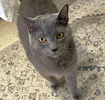 Photo of BANDIT