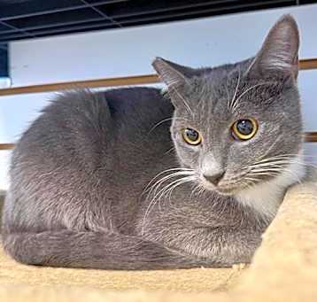 Photo of Amaretto
