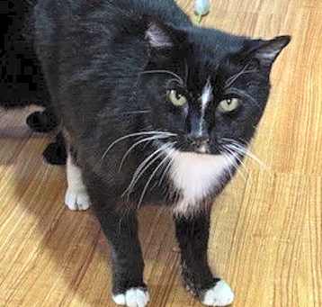 Photo of Inky