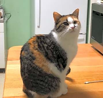 Photo of Mama Girl- sponsored!