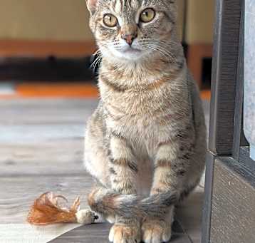 Photo of Opal