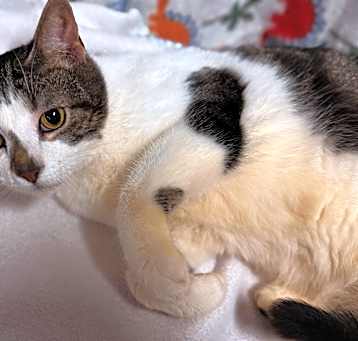 Photo of Smudge