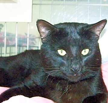 Photo of Midnight