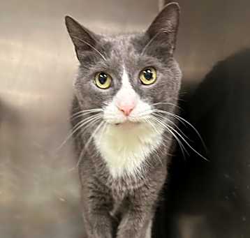 Photo of Romeo (PetSmart)