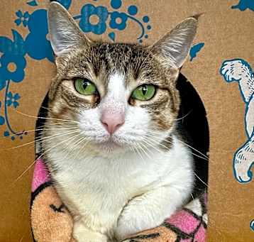 Photo of H.R.H Sahara (Petco)