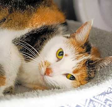 Photo of Callie
