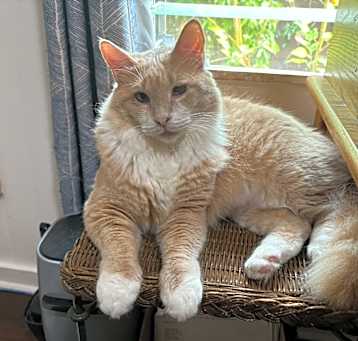 Photo of Aslan