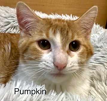 Photo of Pumpkin