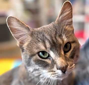 Photo of Lincoln (Approved application)
