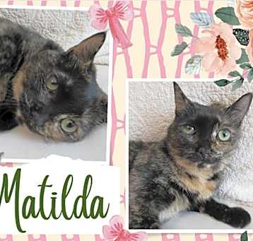 Photo of Matilda