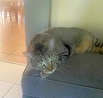 Photo of Tippy