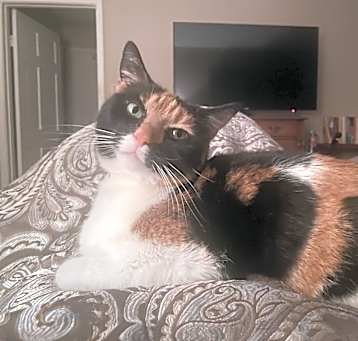 Photo of Penny