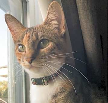 Photo of Bella