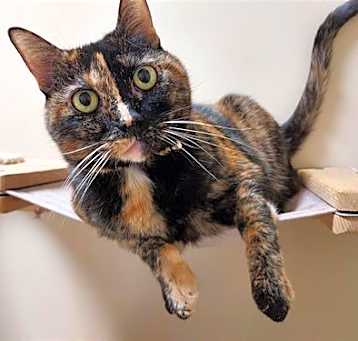 Photo of Mitzi