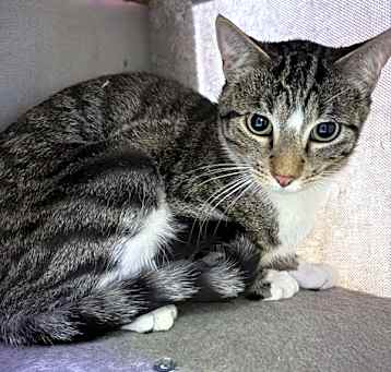 Photo of Patch