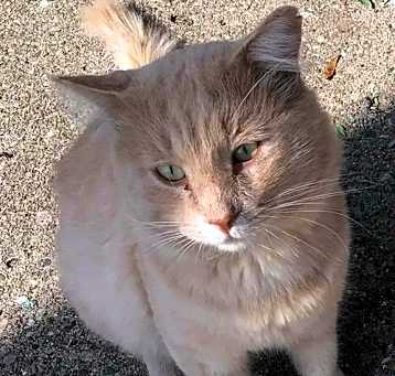 Photo of Leo