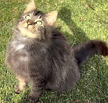 Photo of Fluffkins