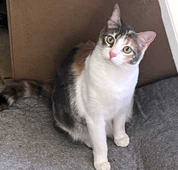 Photo of Peach