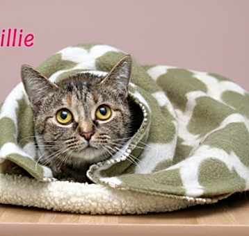 Photo of Millie