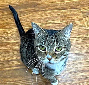 Photo of Tigs