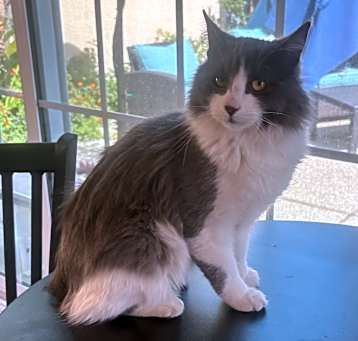Photo of Linus