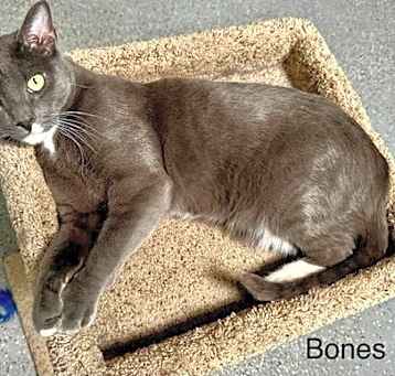 Photo of Bones