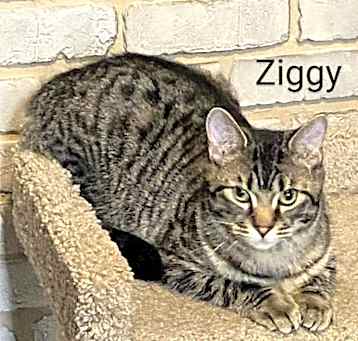 Photo of Ziggy