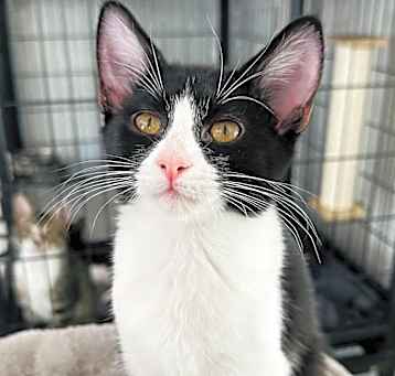 Photo of Peaches