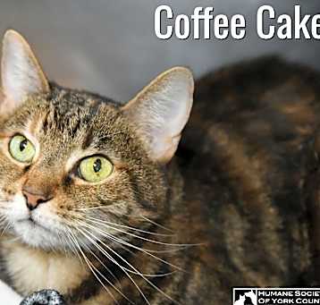 Photo of Coffee Cake