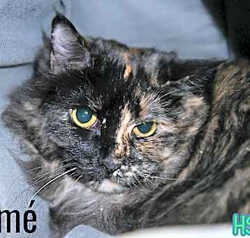 Photo of Padmé