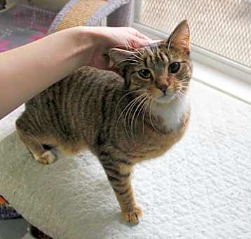 Photo of Pinstripe