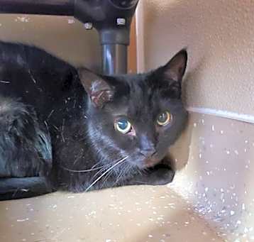 Photo of Faith Fancytail AKA Cruella