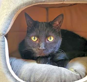Photo of Felicity Fancytail AKA Malefic