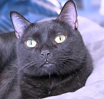 Photo of Ruby