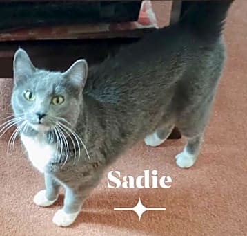 Photo of Sadie - Home to Home