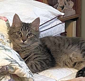 Photo of Puff Ball