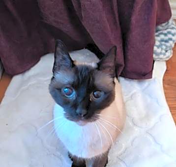 Photo of Cleo