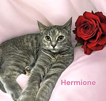Photo of Hermione