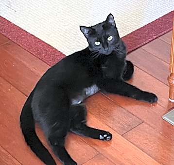 Photo of Midnight