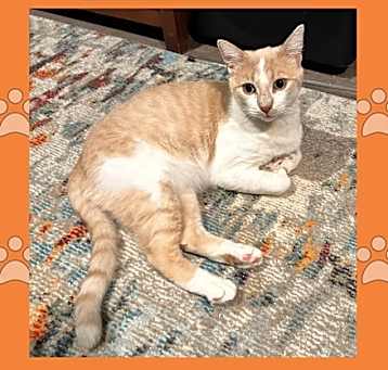Photo of Dorito