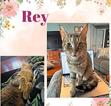 Photo of Rey - an incredible survivor