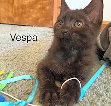 Photo of Vespa