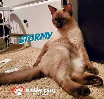 Photo of Stormy (Courtesy Post)