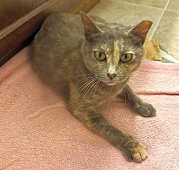 Photo of Pounce