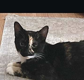 Photo of Amber