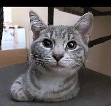 Photo of Willow