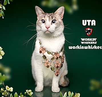 Photo of UTA
