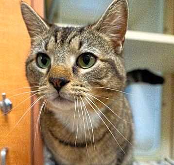 Photo of Tigger