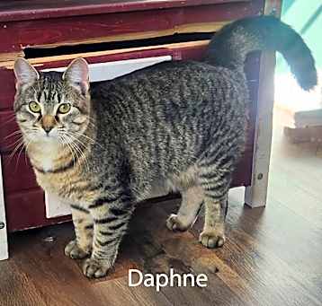 Photo of Daphne