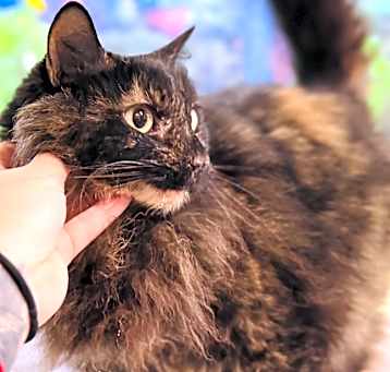 Photo of Nibbles